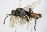  ( - BC ZSM HYM 16468)  @13 [ ] CreativeCommons - Attribution Non-Commercial Share-Alike (2015) Unspecified SNSB, Zoologische Staatssammlung Muenchen