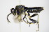  (Macrophya ribis - BC ZSM HYM 16469)  @13 [ ] CreativeCommons - Attribution Non-Commercial Share-Alike (2015) Unspecified SNSB, Zoologische Staatssammlung Muenchen