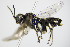  ( - BC ZSM HYM 16470)  @13 [ ] CreativeCommons - Attribution Non-Commercial Share-Alike (2015) Unspecified SNSB, Zoologische Staatssammlung Muenchen