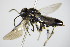  ( - BC ZSM HYM 16471)  @12 [ ] CreativeCommons - Attribution Non-Commercial Share-Alike (2015) Unspecified SNSB, Zoologische Staatssammlung Muenchen