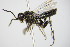  ( - BC ZSM HYM 16472)  @11 [ ] CreativeCommons - Attribution Non-Commercial Share-Alike (2015) Unspecified SNSB, Zoologische Staatssammlung Muenchen