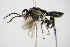 ( - BC ZSM HYM 16474)  @12 [ ] CreativeCommons - Attribution Non-Commercial Share-Alike (2015) Unspecified SNSB, Zoologische Staatssammlung Muenchen