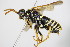  ( - BC ZSM HYM 16486)  @13 [ ] CreativeCommons - Attribution Non-Commercial Share-Alike (2015) Unspecified SNSB, Zoologische Staatssammlung Muenchen