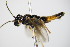 ( - BC ZSM HYM 16515)  @13 [ ] CreativeCommons - Attribution Non-Commercial Share-Alike (2015) Unspecified SNSB, Zoologische Staatssammlung Muenchen