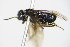  ( - BC ZSM HYM 16529)  @12 [ ] CreativeCommons - Attribution Non-Commercial Share-Alike (2015) Unspecified SNSB, Zoologische Staatssammlung Muenchen