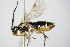  ( - BC ZSM HYM 16816)  @13 [ ] CreativeCommons - Attribution Non-Commercial Share-Alike (2015) Unspecified SNSB, Zoologische Staatssammlung Muenchen