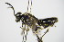  ( - BC ZSM HYM 16830)  @12 [ ] CreativeCommons - Attribution Non-Commercial Share-Alike (2015) Unspecified SNSB, Zoologische Staatssammlung Muenchen
