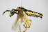  ( - BC ZSM HYM 16836)  @13 [ ] CreativeCommons - Attribution Non-Commercial Share-Alike (2015) Unspecified SNSB, Zoologische Staatssammlung Muenchen