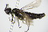  ( - BC ZSM HYM 16844)  @12 [ ] CreativeCommons - Attribution Non-Commercial Share-Alike (2015) Unspecified SNSB, Zoologische Staatssammlung Muenchen