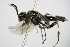  ( - BC ZSM HYM 16862)  @13 [ ] CreativeCommons - Attribution Non-Commercial Share-Alike (2015) Unspecified SNSB, Zoologische Staatssammlung Muenchen