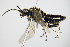  ( - BC ZSM HYM 16864)  @12 [ ] CreativeCommons - Attribution Non-Commercial Share-Alike (2015) Unspecified SNSB, Zoologische Staatssammlung Muenchen