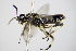  ( - BC ZSM HYM 16865)  @13 [ ] CreativeCommons - Attribution Non-Commercial Share-Alike (2015) Unspecified SNSB, Zoologische Staatssammlung Muenchen