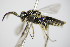  ( - BC ZSM HYM 16866)  @12 [ ] CreativeCommons - Attribution Non-Commercial Share-Alike (2015) Unspecified SNSB, Zoologische Staatssammlung Muenchen