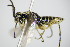  ( - BC ZSM HYM 16867)  @12 [ ] CreativeCommons - Attribution Non-Commercial Share-Alike (2015) Unspecified SNSB, Zoologische Staatssammlung Muenchen