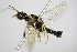  ( - BC ZSM HYM 17020)  @12 [ ] CreativeCommons - Attribution Non-Commercial Share-Alike (2015) Unspecified SNSB, Zoologische Staatssammlung Muenchen