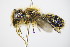 ( - BC ZSM HYM 17042)  @13 [ ] CreativeCommons - Attribution Non-Commercial Share-Alike (2015) Unspecified SNSB, Zoologische Staatssammlung Muenchen