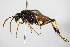  ( - BC ZSM HYM 17056)  @13 [ ] CreativeCommons - Attribution Non-Commercial Share-Alike (2015) Unspecified SNSB, Zoologische Staatssammlung Muenchen