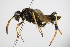  ( - BC ZSM HYM 17061)  @12 [ ] CreativeCommons - Attribution Non-Commercial Share-Alike (2015) Unspecified SNSB, Zoologische Staatssammlung Muenchen