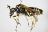  ( - BC ZSM HYM 17066)  @11 [ ] CreativeCommons - Attribution Non-Commercial Share-Alike (2015) Unspecified SNSB, Zoologische Staatssammlung Muenchen