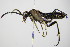  ( - BC ZSM HYM 17069)  @13 [ ] CreativeCommons - Attribution Non-Commercial Share-Alike (2015) Unspecified SNSB, Zoologische Staatssammlung Muenchen