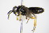 ( - BC ZSM HYM 17070)  @11 [ ] CreativeCommons - Attribution Non-Commercial Share-Alike (2015) Unspecified SNSB, Zoologische Staatssammlung Muenchen
