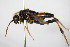  ( - BC ZSM HYM 17083)  @13 [ ] CreativeCommons - Attribution Non-Commercial Share-Alike (2015) Unspecified SNSB, Zoologische Staatssammlung Muenchen