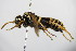  ( - BC ZSM HYM 17085)  @13 [ ] CreativeCommons - Attribution Non-Commercial Share-Alike (2015) Unspecified SNSB, Zoologische Staatssammlung Muenchen