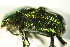  ( - GBOL02894)  @11 [ ] CreativeCommons - Attribution Non-Commercial Share-Alike (2015) Unspecified SNSB, Zoologische Staatssammlung Muenchen