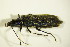  (Oedemera tristis - GBOL02905)  @12 [ ] CreativeCommons - Attribution Non-Commercial Share-Alike (2015) Unspecified SNSB, Zoologische Staatssammlung Muenchen