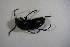  (Pterostichus metallicus - GBOL03099)  @11 [ ] CreativeCommons - Attribution Non-Commercial Share-Alike (2015) Unspecified SNSB, Zoologische Staatssammlung Muenchen