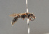 ( - BC ZSM HYM 21882)  @13 [ ] CreativeCommons - Attribution Non-Commercial Share-Alike (2014) Stefan Schmidt SNSB, Zoologische Staatssammlung Muenchen