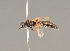  ( - BC ZSM HYM 21885)  @13 [ ] CreativeCommons - Attribution Non-Commercial Share-Alike (2014) Stefan Schmidt SNSB, Zoologische Staatssammlung Muenchen