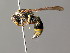  (Symmorphus crassicornis - BC ZSM HYM 04953)  @14 [ ] CreativeCommons - Attribution Non-Commercial Share-Alike (2014) Stefan Schmidt SNSB, Zoologische Staatssammlung Muenchen