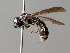  (Symmorphus debilitatus - BC ZSM HYM 04958)  @13 [ ] CreativeCommons - Attribution Non-Commercial Share-Alike (2014) Stefan Schmidt SNSB, Zoologische Staatssammlung Muenchen