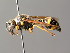  ( - BC ZSM HYM 04978)  @14 [ ] CreativeCommons - Attribution Non-Commercial Share-Alike (2014) Stefan Schmidt SNSB, Zoologische Staatssammlung Muenchen