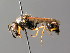  ( - BC ZSM HYM 04979)  @13 [ ] CreativeCommons - Attribution Non-Commercial Share-Alike (2014) Stefan Schmidt SNSB, Zoologische Staatssammlung Muenchen