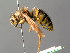  ( - BC ZSM HYM 05017)  @13 [ ] CreativeCommons - Attribution Non-Commercial Share-Alike (2014) Stefan Schmidt SNSB, Zoologische Staatssammlung Muenchen