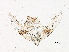  ( - gvc6550)  @12 [ ] CreativeCommons - Attribution (2018) CBG Photography Group Centre for Biodiversity Genomics