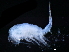  ( - CHARS00296-F09)  @11 [ ] CreativeCommons - Attribution (2019) CBG Photography Group Centre for Biodiversity Genomics