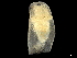  ( - CHARS00337-F01)  @11 [ ] CreativeCommons - Attribution (2020) CBG Photography Group Centre for Biodiversity Genomics