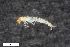  ( - ZFMK-TIS-2568262)  @12 [ ] CreativeCommons  Attribution Share-Alike (by-sa) 4.0 (2017) Unspecified Zoologisches Forschungsmuseum Alexander Koenig