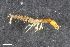  ( - ZFMK-TIS-2568270)  @12 [ ] CreativeCommons  Attribution Share-Alike (by-sa) 4.0 (2017) Unspecified Zoologisches Forschungsmuseum Alexander Koenig