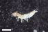  ( - ZFMK-TIS-2568320)  @12 [ ] CreativeCommons  Attribution Share-Alike (by-sa) 4.0 (2017) Unspecified Zoologisches Forschungsmuseum Alexander Koenig