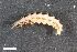  ( - ZFMK-TIS-2568329)  @12 [ ] CreativeCommons  Attribution Share-Alike (by-sa) 4.0 (2017) Unspecified Zoologisches Forschungsmuseum Alexander Koenig