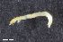  ( - ZFMK-TIS-2568341)  @12 [ ] CreativeCommons  Attribution Share-Alike (by-sa) 4.0 (2017) Unspecified Zoologisches Forschungsmuseum Alexander Koenig