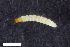  ( - ZFMK-TIS-2569422)  @12 [ ] CreativeCommons  Attribution Share-Alike (by-sa) 4.0 (2017) Unspecified Zoologisches Forschungsmuseum Alexander Koenig