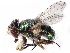  ( - gvcT08454)  @11 [ ] CreativeCommons - Attribution Non-Commercial (2016) Graeme V. Cocks Unspecified