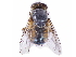  (Calliphora centralis - gvcT08802)  @11 [ ] CreativeCommons - Attribution Non-Commercial (2017) Graeme V. Cocks Unspecified