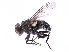  (Calliphora dispar - gvcT09570)  @14 [ ] CreativeCommons - Attribution Non-Commercial (2017) Graeme V. Cocks Unspecified