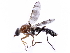 (Agapophytinae - gvcT09654)  @14 [ ] CreativeCommons - Attribution Non-Commercial (2017) Graeme V. Cocks Unspecified